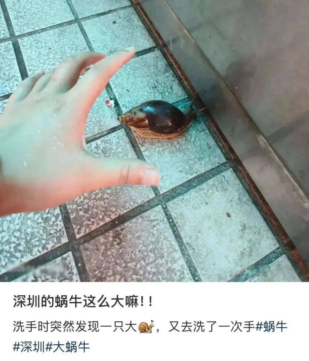 信用網怎么开户
_别碰！别吃！别养！一只就携带100条虫信用網怎么开户
，看到赶紧远离