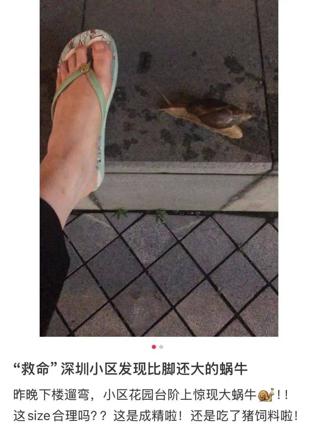 信用網怎么开户
_别碰！别吃！别养！一只就携带100条虫信用網怎么开户
，看到赶紧远离
