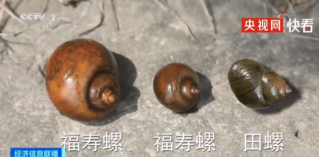 皇冠信用网代理注册_别吃皇冠信用网代理注册，寄生虫多达上千条！武汉公园连夜清出130多斤